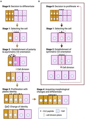 Spatial range, temporal span, and promiscuity of CLE-RLK signaling
